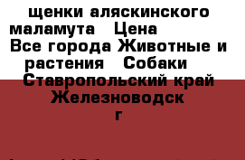 щенки аляскинского маламута › Цена ­ 20 000 - Все города Животные и растения » Собаки   . Ставропольский край,Железноводск г.